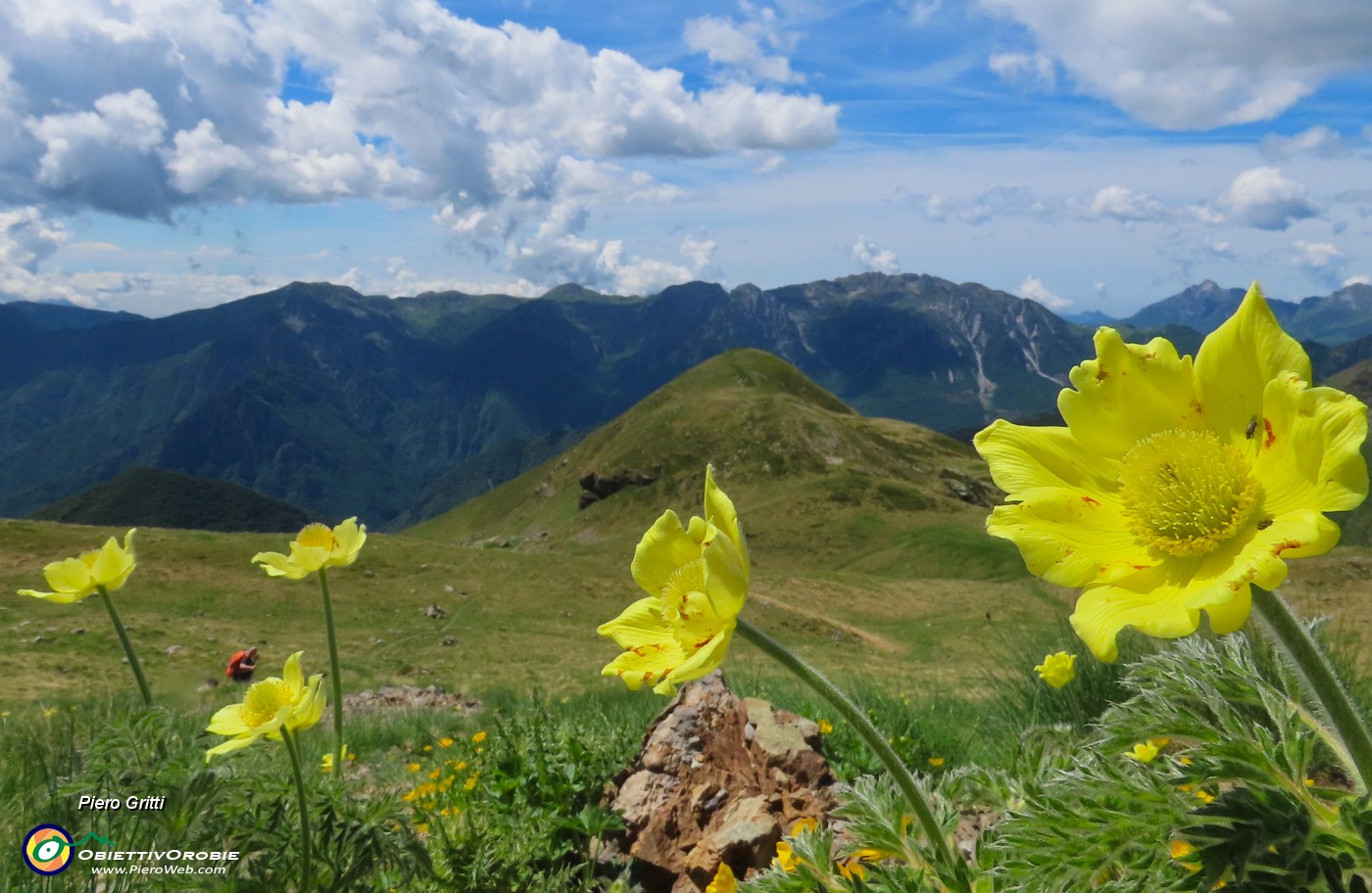 54  Pulsatilla alpina apiifolia - Pulsatilla sulfurea con vista sul Monte Avaro .JPG